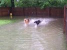 Flood Kira and Buckles.JPG