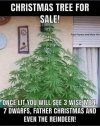 christmas-tree-for-sale-pot-see-3-wise-men-reindeer.jpg