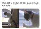 ItalianCat.jpeg