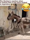 Donkey.png