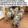 OwlShow.jpg