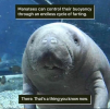 Manatees.png