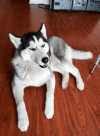 tired-husky.gif