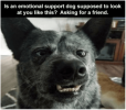 Emotional Support Dog Meme.png