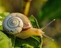 Snail-clockwise-spiral.jpg