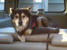 IMG_1308.jpeg