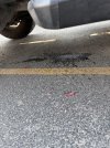 IMG_4291.jpeg