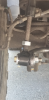 Driver Sway Bar Link Bushing.png