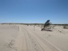 Nauset Windswept Dune.jpg