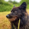 dog-with-a-pinecone-428061.jpg