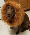 Lulu Lion .jpg