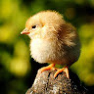 BabyChicken0298