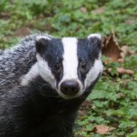 The Helpful Badger
