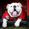 How 'bout them Dawgs