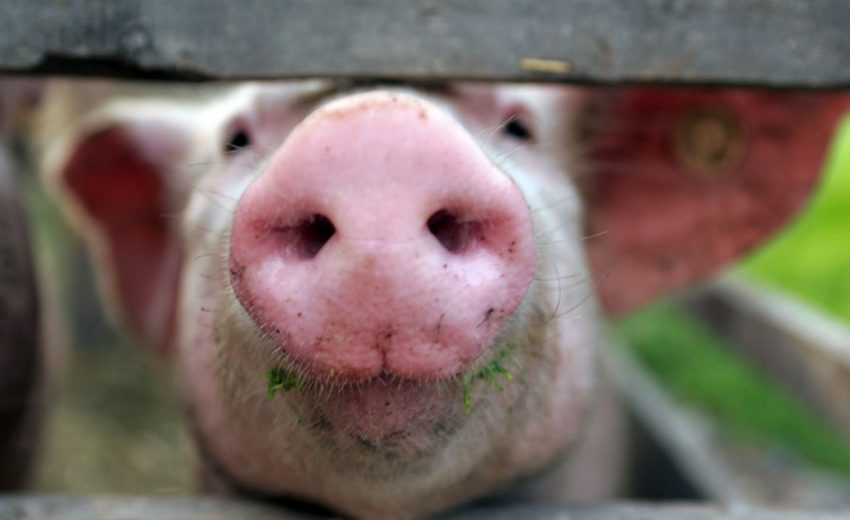 pig-snout-for-dogs-850x520.jpg